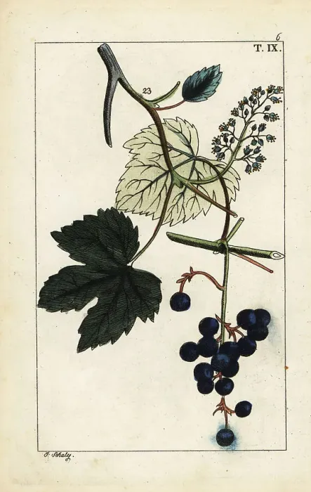 Framed Print : Blue grapes on vine, Vinis vitifera Framed Print : Blue grapes on vine, Vinis vitifera