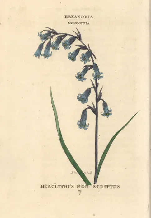 Framed Print : Blue harebell, Hyacinthoides non-scripta Framed Print : Blue harebell, Hyacinthoides non-scripta
