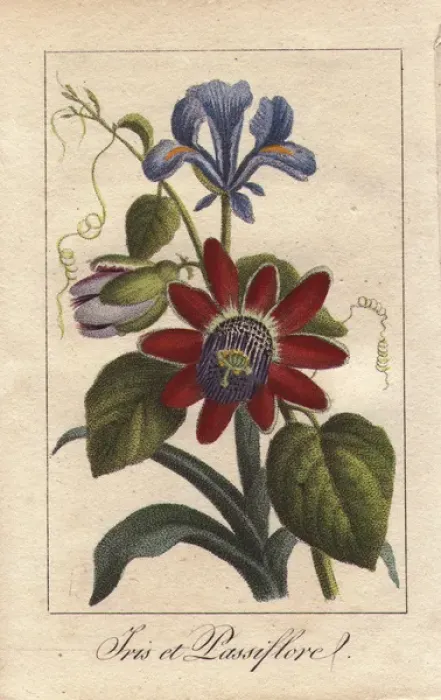 Framed Print : Blue iris and passionflower, Iris spuria Framed Print : Blue iris and passionflower, Iris spuria