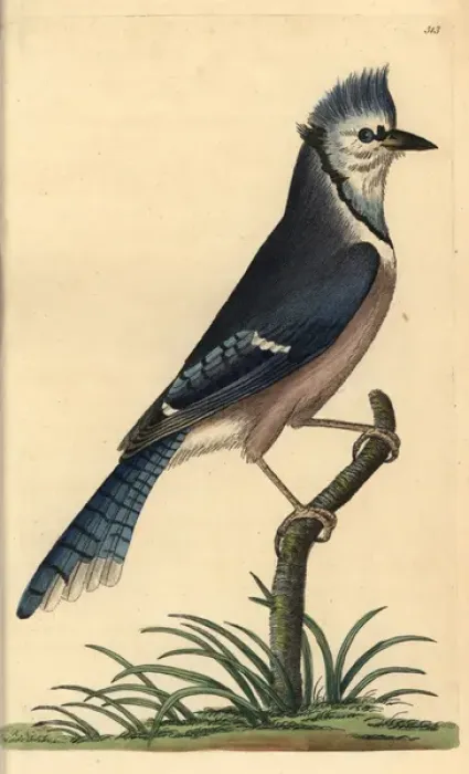 Framed Print : Blue jay, Cyanocitta cristata Framed Print : Blue jay, Cyanocitta cristata