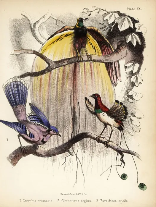 Framed Print : Blue jay, king and greater birds-of-paradise Framed Print : Blue jay, king and greater birds-of-paradise