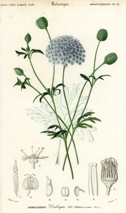 Framed Print : Blue lace flower, Trachymene coerulea Framed Print : Blue lace flower, Trachymene coerulea