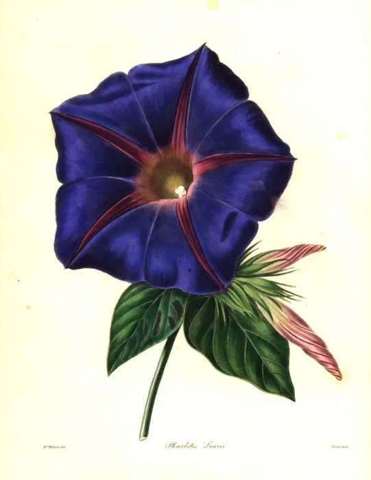 Framed Print : Blue morning glory, Ipomoea indica Framed Print : Blue morning glory, Ipomoea indica