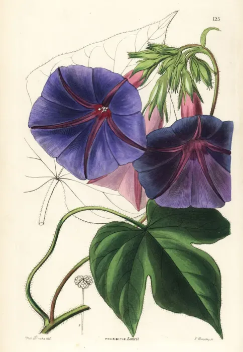 Framed Print : Blue morning glory, Ipomoea indica Framed Print : Blue morning glory, Ipomoea indica