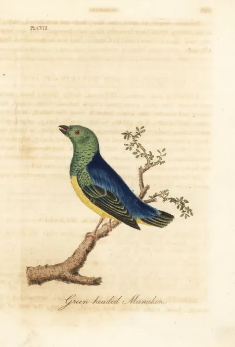 Framed Print : Blue-naped chlorophonia, Chlorophonia cyanea Framed Print : Blue-naped chlorophonia, Chlorophonia cyanea