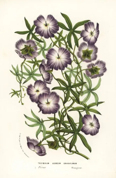 Framed Print : Blue nasturtium, Tropaeoleum azureum