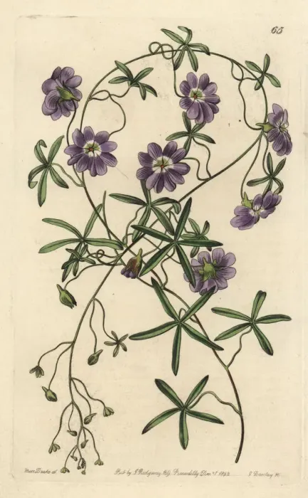 Framed Print : Blue nasturtium, Tropaeolum azureum Framed Print : Blue nasturtium, Tropaeolum azureum