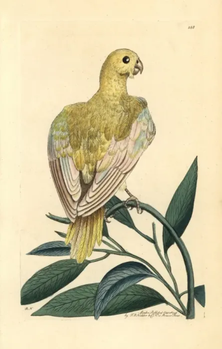 Framed Print : Blue parakeet, Psittacus pallidus, extinct Framed Print : Blue parakeet, Psittacus pallidus, extinct