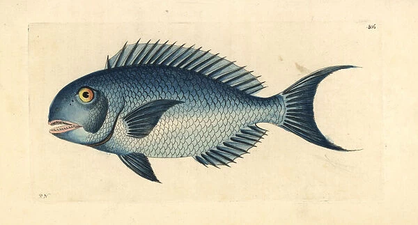 Blue parrotfish, Scarus coeruleus