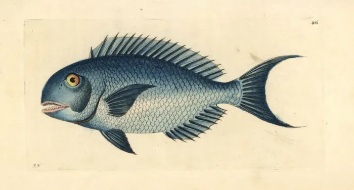Framed Print : Blue parrotfish, Scarus coeruleus