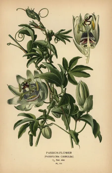 Framed Print : Blue passion-flower, Passiflora caerulea Framed Print : Blue passion-flower, Passiflora caerulea