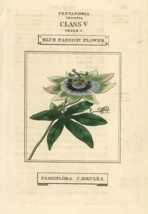 Framed Print : Blue passionflower, Passiflora caerulea Framed Print : Blue passionflower, Passiflora caerulea