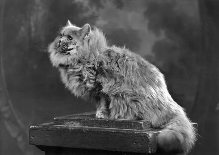 Framed Print : BLUE PERSIAN SITTING Framed Print : BLUE PERSIAN SITTING