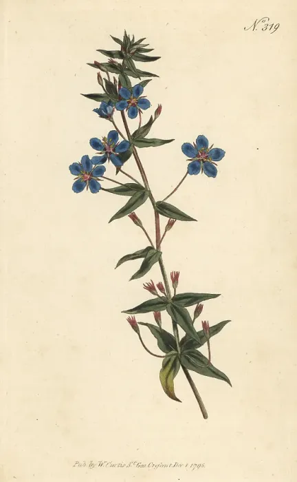 Framed Print : Blue pimpernel, Lysimachia monelli Framed Print : Blue pimpernel, Lysimachia monelli