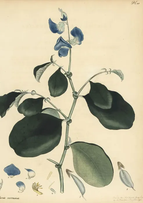 Framed Print : Blue rattlepod, Crotalaria verrucosa Framed Print : Blue rattlepod, Crotalaria verrucosa