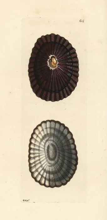 Framed Print : Blue-rayed limpet, Patella pellucida Framed Print : Blue-rayed limpet, Patella pellucida