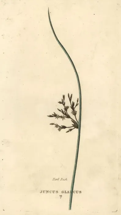 Framed Print : Blue rush, Juncus inflexus Framed Print : Blue rush, Juncus inflexus