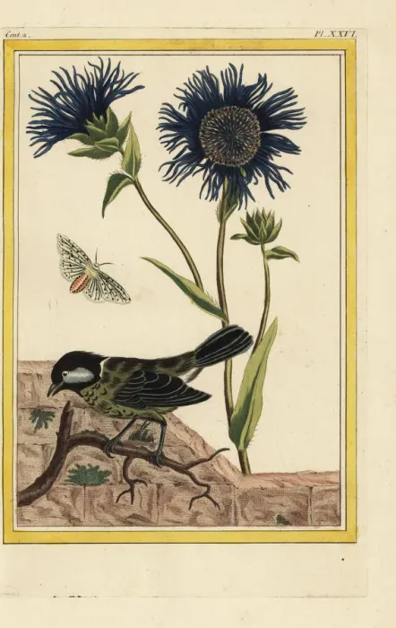 Framed Print : Blue safflower, Carthamus caeruleus Framed Print : Blue safflower, Carthamus caeruleus