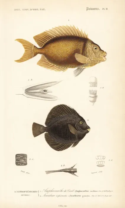 Framed Print : Blue-spotted spinefoot and spotted tang Framed Print : Blue-spotted spinefoot and spotted tang