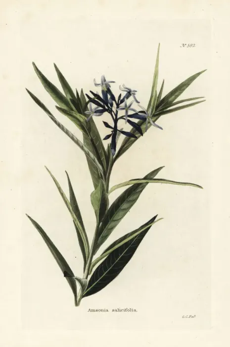 Framed Print : Blue star, Amsonia tabernaemontana var. salicifolia Framed Print : Blue star, Amsonia tabernaemontana var. salicifolia