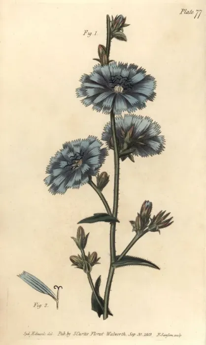 Framed Print : Blue succory or common chicory, Cichorium intybus Framed Print : Blue succory or common chicory, Cichorium intybus
