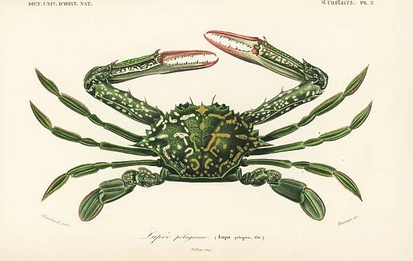 Blue swimming crab, Portunus (Portunus) pelagicus