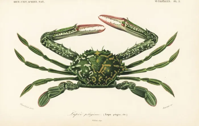 Framed Print : Blue swimming crab, Portunus (Portunus) pelagicus Framed Print : Blue swimming crab, Portunus (Portunus) pelagicus