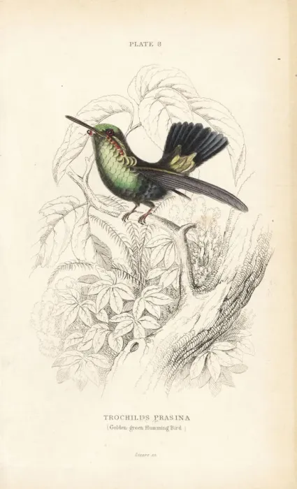 Framed Print : Blue-tailed emerald, Chlorostilbon mellisugus Framed Print : Blue-tailed emerald, Chlorostilbon mellisugus