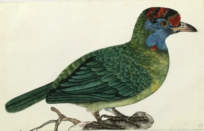 Framed Print : Blue-throated Barbet, Megalaima asiatica Framed Print : Blue-throated Barbet, Megalaima asiatica