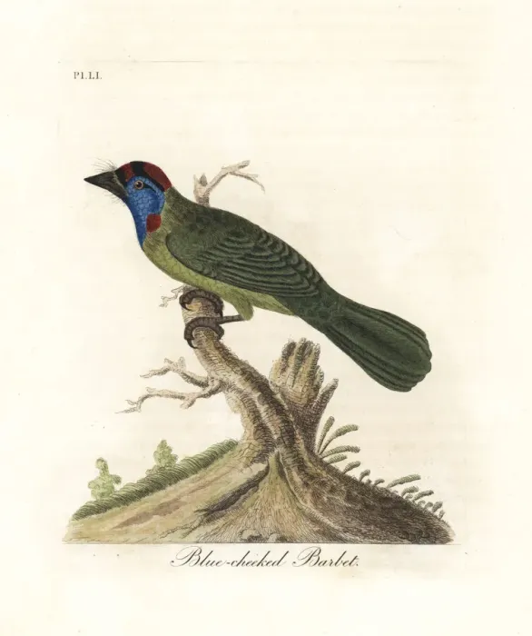 Framed Print : Blue-throated barbet, Psilopogon asiaticus Framed Print : Blue-throated barbet, Psilopogon asiaticus