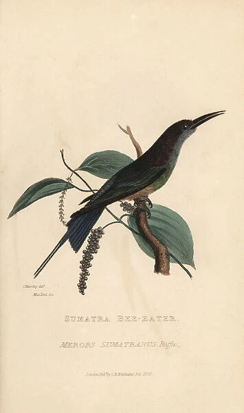 Blue-throated bee-eater, Merops viridis viridis