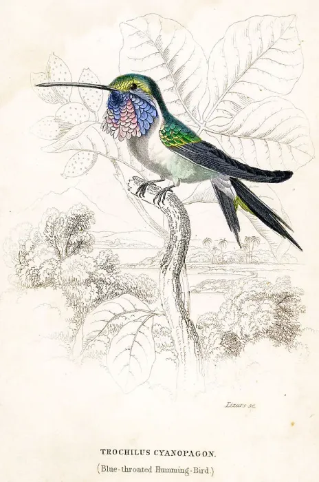 Framed Print : Blue Throated Humming Bird Framed Print : Blue Throated Humming Bird