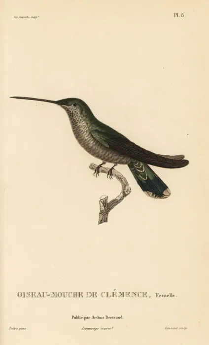 Framed Print : Blue-throated mountaingem, Lampornis clemenciae, female Framed Print : Blue-throated mountaingem, Lampornis clemenciae, female