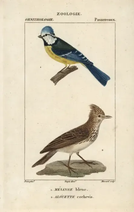 Framed Print : Blue tit, Parus caeruleus, and crested lark Framed Print : Blue tit, Parus caeruleus, and crested lark