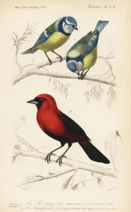 Framed Print : Blue tit, Parus coeruleus, and flamboyant Framed Print : Blue tit, Parus coeruleus, and flamboyant