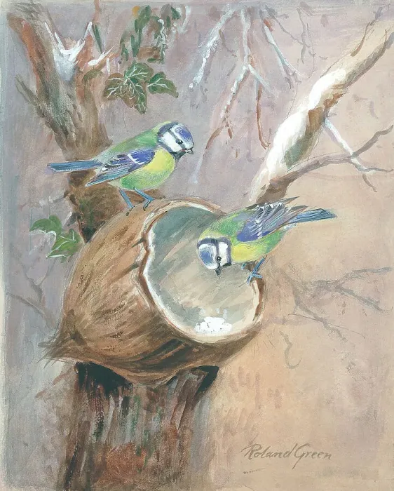 Framed Print : Blue Tits with Coconut Shell Framed Print : Blue Tits with Coconut Shell