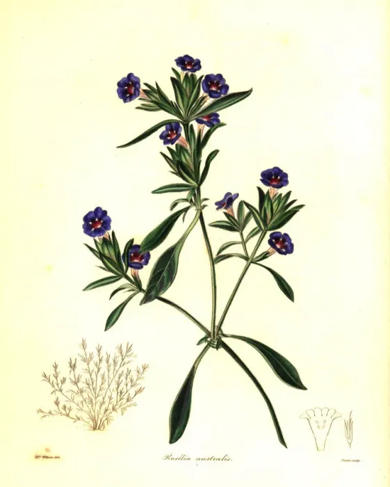 Framed Print : Blue trumpet, Brunoniella australis Framed Print : Blue trumpet, Brunoniella australis