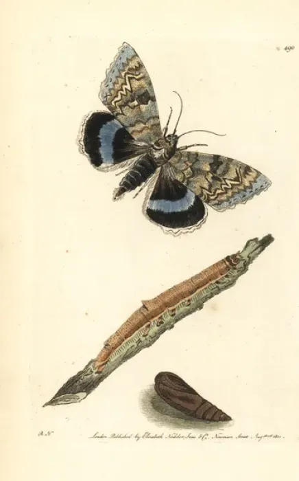 Framed Print : Blue underwing or Clifden nonpareil, Catocala fraxini Framed Print : Blue underwing or Clifden nonpareil, Catocala fraxini