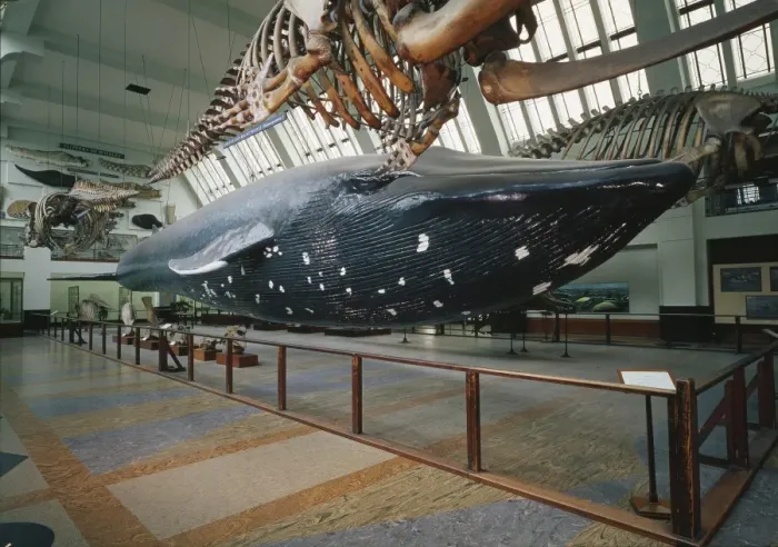 Framed Print : The Blue Whale exhibit Framed Print : The Blue Whale exhibit