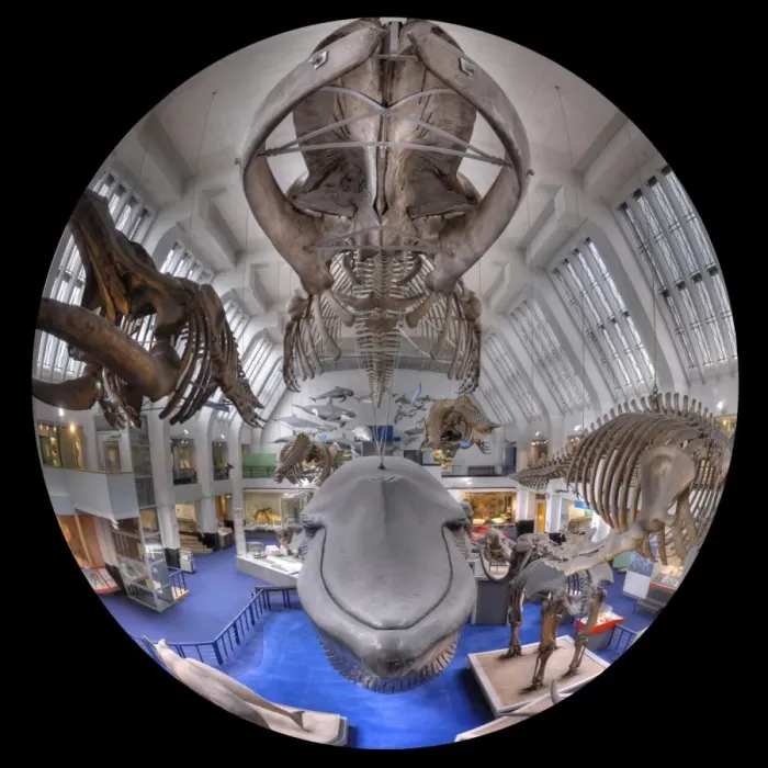Framed Print : Blue Whale Hall Framed Print : Blue Whale Hall