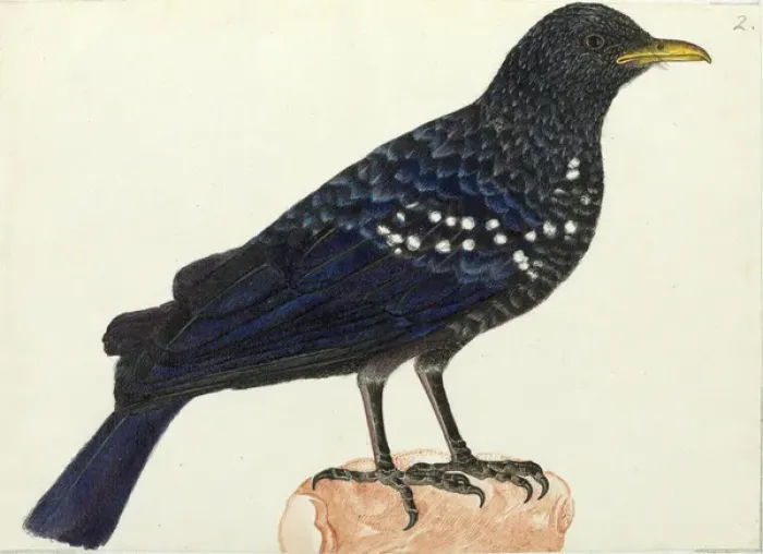 Framed Print : Blue whistling thrush, Myoponus caeruleus Framed Print : Blue whistling thrush, Myoponus caeruleus