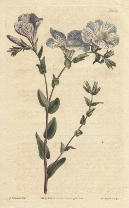 Framed Print : Blue and white flax with pale blue flowers Framed Print : Blue and white flax with pale blue flowers