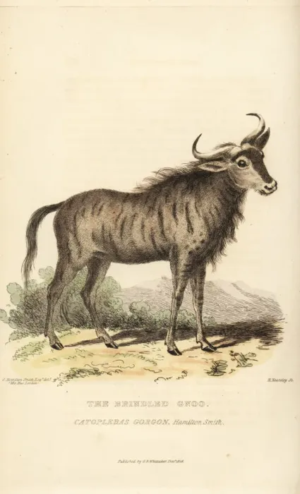Framed Print : Blue wildebeest, Connochaetes taurinus Framed Print : Blue wildebeest, Connochaetes taurinus