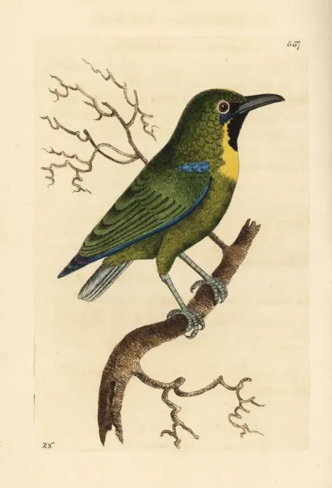 Framed Print : Blue-winged leafbird, Chloropsis cochinchinensis Framed Print : Blue-winged leafbird, Chloropsis cochinchinensis