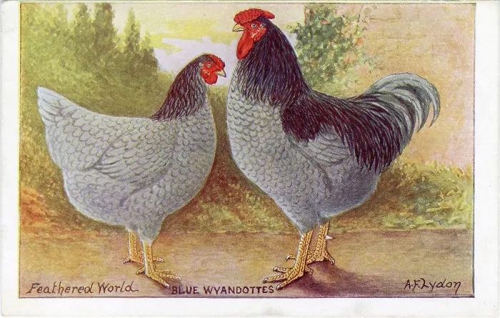 Framed Print : BLUE WYANDOTTE cock and hen {Gallus species) Date: 1912 Framed Print : BLUE WYANDOTTE cock and hen {Gallus species) Date: 1912