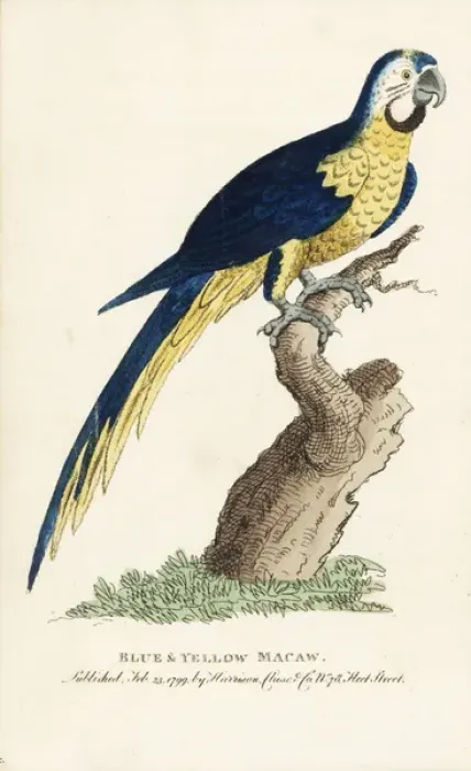 Framed Print : Blue and yellow macaw, Ara ararauna Framed Print : Blue and yellow macaw, Ara ararauna