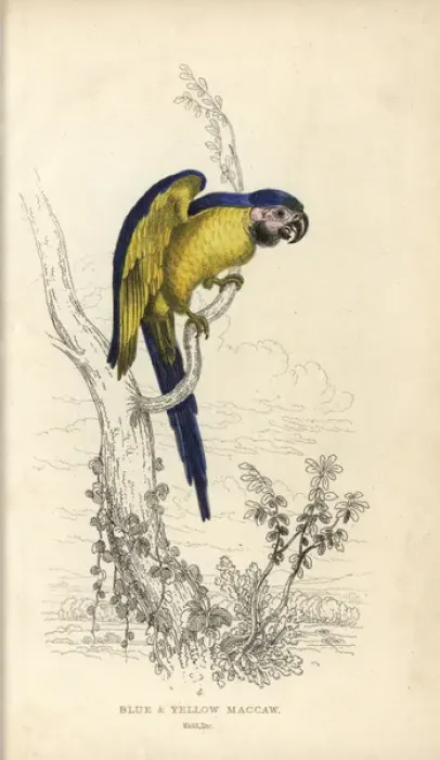 Framed Print : Blue and yellow macaw, Ara ararauna Framed Print : Blue and yellow macaw, Ara ararauna