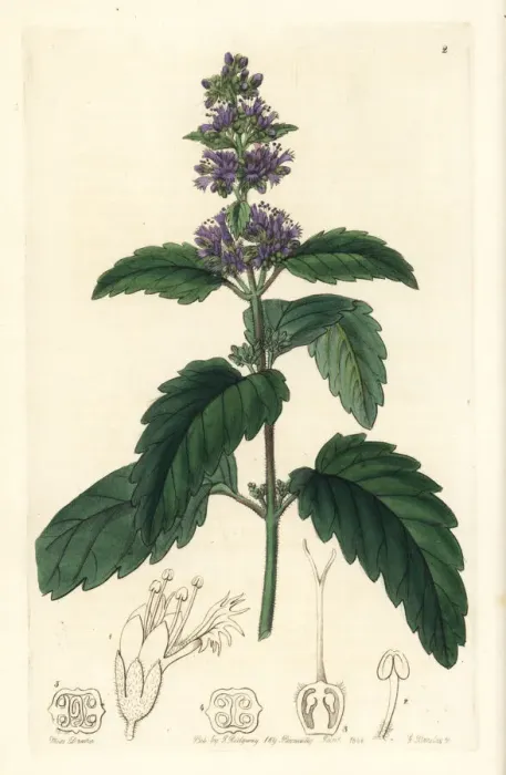 Framed Print : Bluebeard, Caryopteris incana Framed Print : Bluebeard, Caryopteris incana