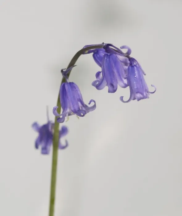 Framed Print : Bluebell. A bluebell from the Wildlife Garden at the Natural History Museum, London Framed Print : Bluebell. A bluebell from the Wildlife Garden at the Natural History Museum, London