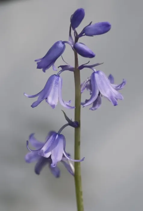 Framed Print : Bluebell. A bluebell from the Wildlife Garden at the Natural History Museum, London Framed Print : Bluebell. A bluebell from the Wildlife Garden at the Natural History Museum, London